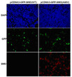 SMO antibody immunofluorescence HEK293T cells STJA0033673
