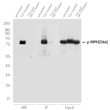 RIPK1 antibody western blot immunoprecipitation 661W cells STJA0033693