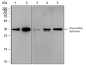 Thymidylate Synthase antibody western blot HeLa Jurkat HepG2 RAW 2647 C6 STJA0033717