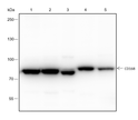 CD168 antibody western blot MCF-7 LNCaP COS-7 Raw2647 PC-1 STJA0033726