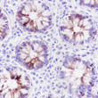 MUC-4 antibody immunohistochemistry human colon STJA0033753