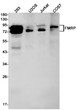 FMRP antibody western blot 293 U2OS Jurkat COS7 STJA0033779