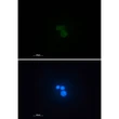Matrin 3 antibody immunocytochemistry HL-60 cells STJA0033780