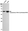 Tryptophanyl tRNA Synthetase antibody western blot Jurkat HeLa STJA0033792