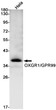 OXGR1/GPR99 antibody western blot HeLa lysates STJA0033805