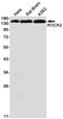 ROCK2 antibody western blot HeLa rat brain K562 STJA0033816