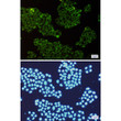ROCK2 antibody immunocytochemistry HeLa cells STJA0033816