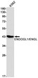 ENDOGL1 antibody western blot K562 lysates STJA0033821