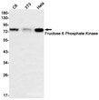 Fructose 6 Phosphate Kinase antibody western blot C6 3T3 HeLa STJA0033830