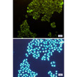 Fructose 6 Phosphate Kinase antibody immunocytochemistry HeLa STJA0033830