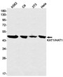 KAT1 antibody western blot K562 C6 3T3 HeLa STJA0033840