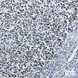 MSH6 antibody immunohistochemistry human tonsil STJA0033846