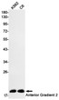 Anterior Gradient 2 antibody western blot K562 C6 STJA0033857
