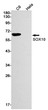 SOX10 antibody western blot C6 HeLa STJA0033863