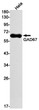 GAD67 antibody western blot HeLa lysates STJA0033871