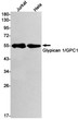 GPC1 antibody western blot Jurkat HeLa STJA0033872
