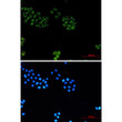 GPC1 antibody immunocytochemistry HeLa cells STJA0033872