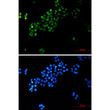 c-Myc antibody immunocytochemistry HeLa cells STJA0033876