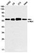 c-Myc antibody western blot K562 C6 3T3 HeLa STJA0033876