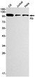 Rb antibody western blot C6 Jurkat HeLa STJA0033893