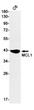 MCL1 antibody western blot C6 lysates STJA0033895