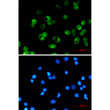 MCL1 antibody immunocytochemistry MCF-7 cells STJA0033895