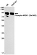 Phospho-MSK1 Ser360 antibody western blot C6 CHO-K1 STJA0033901