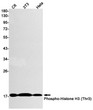 Phospho-Histone H3 Thr3 antibody western blot C6 3T3 HeLa STJA0033904