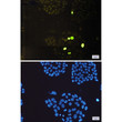 Phospho-Histone H3 Thr3 antibody immunocytochemistry HeLa cells STJA0033904