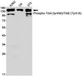 Phospho-TrkA/B antibody western blot K562 C6 3T3 STJA0033907