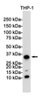 CD8 alpha antibody western blot THP-1 lysates STJA0033932
