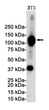 VCAM1 antibody western blot 3T3 STJA0033945