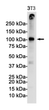 VCAM1 antibody western blot 3T3 lysates STJA0033949