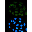 ATF2 antibody immunocytochemistry A549 cells STJA0033957