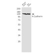 N-cadherin antibody western blot mouse rat brain STJA0033961