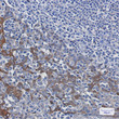 14-3-3 antibody immunohistochemistry human tonsil tissue STJA0033963