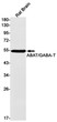 ABAT antibody western blot rat brain lysates STJA0033969