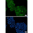 ADRM1 antibody immunocytochemistry HeLa cells STJA0033987