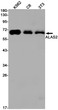 ALAS2 antibody western blot K562 C6 3T3 STJA0033994