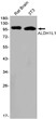 ALDH1L1 antibody western blot rat brain 3T3 STJA0033995