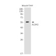 ALDH2 antibody western blot mouse liver STJA0033996
