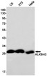 ALKBH2 antibody western blot C6 3T3 HeLa lysates STJA0034002