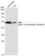 alpha 1a Adrenergic Receptor antibody western blot rat brain C6 STJA0034006