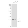 Aly/Ref antibody western blot rat brain heart lysate STJA0034013