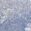APE1 antibody immunohistochemistry human tonsil STJA0034027