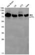APPL antibody western blot rat brain C6 3T3 HeLa STJA0034032