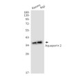 Aquaporin 2 antibody western blot Raji Ramos lysates STJA0034034