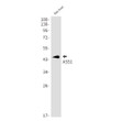 ASS1 antibody western blot rat liver STJA0034046
