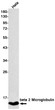 beta 2 Microglobulin antibody western blot HeLa STJA0034075