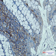 beta 2 Microglobulin antibody immunohistochemistry mouse colon STJA0034076